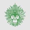 Greenmonkey